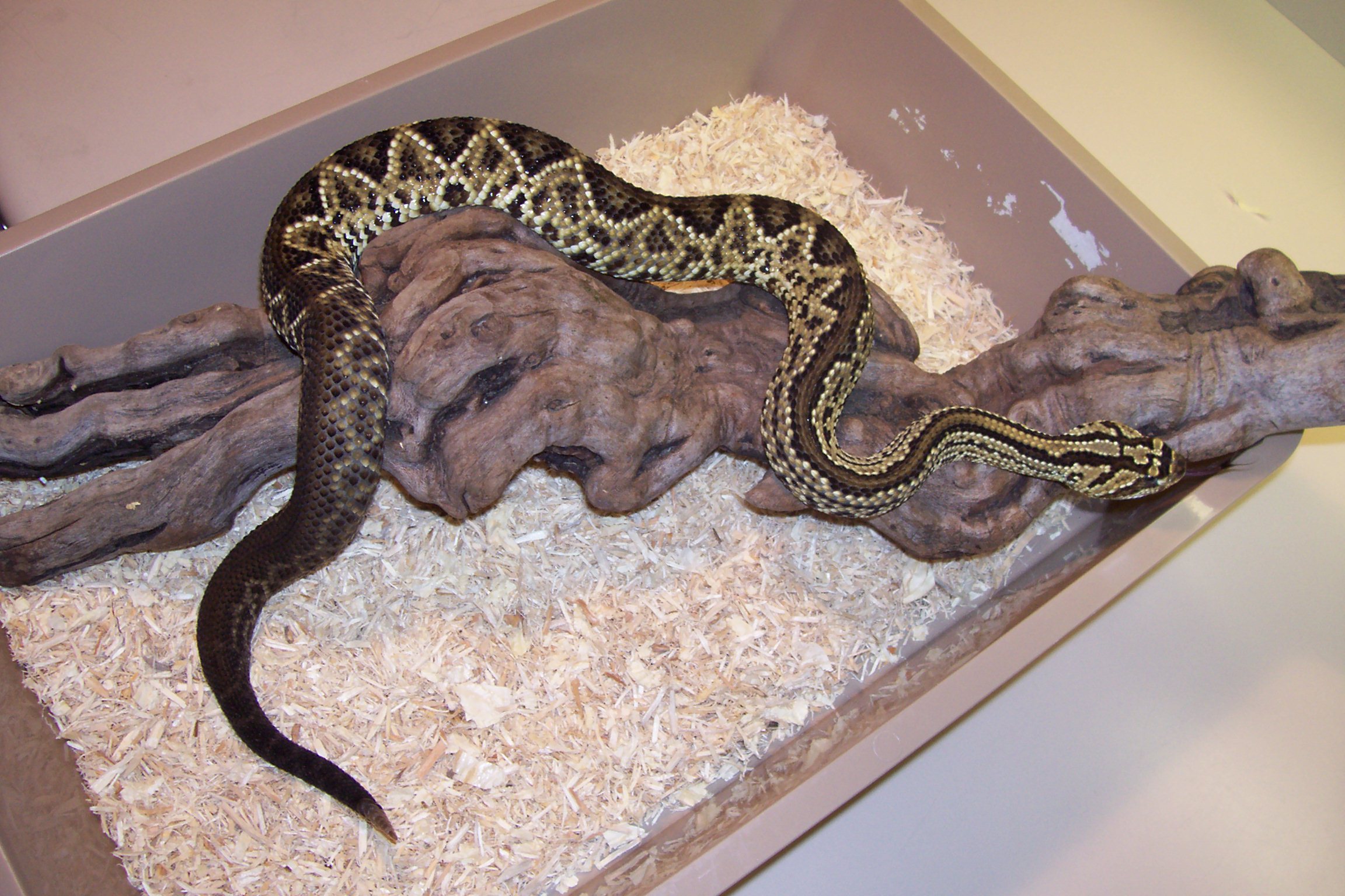 B-3 Crotalus durissus dryinas C.B.6-10-05(A&B).JPG [620 Kb]